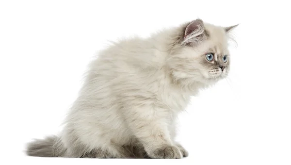 Vista lateral de un gatito británico de pelo largo sentado, alerta, 5 meses — Foto de Stock