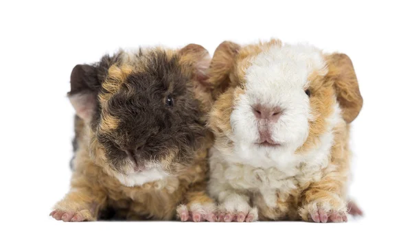 Bebé Alapaca Guinea Pig, 1 día de edad, aislado en blanco — Foto de Stock