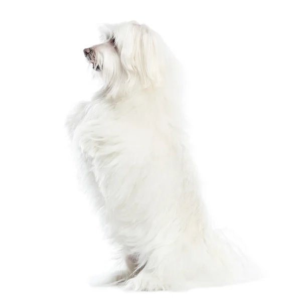 Side view of a Maltese upright, isolated on white — Stock Photo, Image