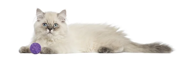 Side view of a British Longhair kitten lying with ball, 5 months — Stock Photo, Image