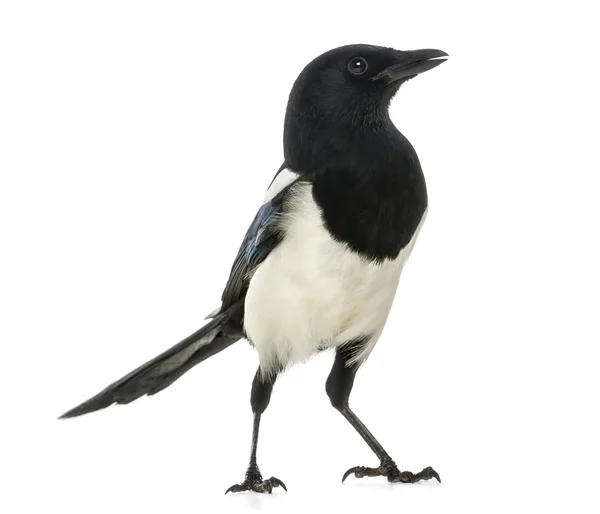 Common Magpie, Pica pica, isolated on white — Stock Photo, Image