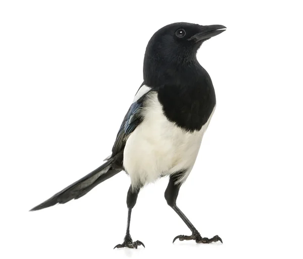 Magpie comum, Pica pica, isolado em branco — Fotografia de Stock