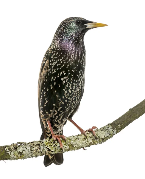 Szpak zwyczajny perching na oddział, sturnus vulgaris, na białym tle — Zdjęcie stockowe