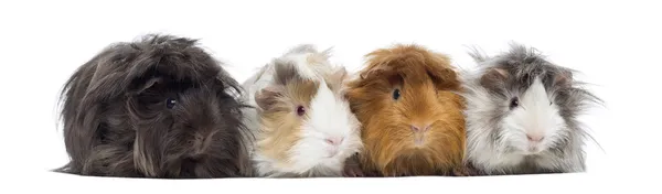 Four Peruvian Guinea Pigs in a row, isolated on white — Stock Photo, Image