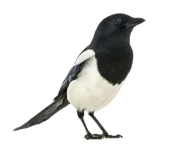 Magpie comum, Pica pica, isolado em branco — Fotografia de Stock