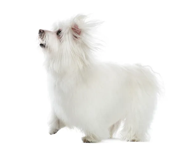 Side view of a Maltese looking up, isolated on white — Stock Photo, Image