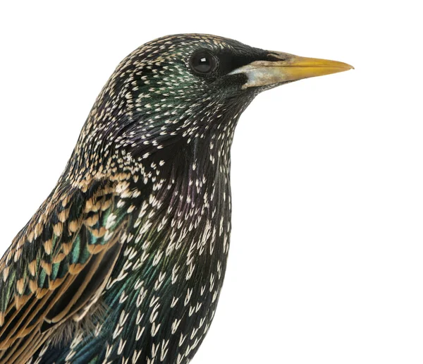 Close-up of a Common Starling, Sturnus vulgaris, isolated on whi — Stock Photo, Image