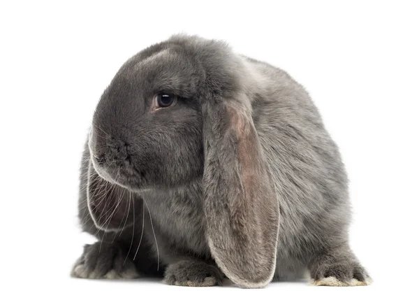 French lop rabbit, isolated on white — Stock Photo, Image