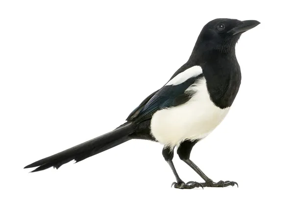 Vista lateral de um Magpie Comum, Pica pica, isolado em branco — Fotografia de Stock