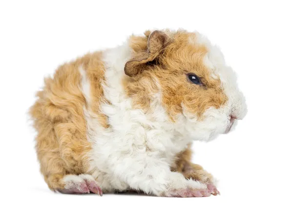 Baby Alapaca Guinea Pig, 1 day old, isolated on white — Stock Photo, Image