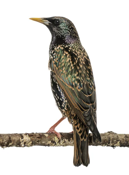 Visão traseira de um Starling comum empoleirado em um ramo, Sturnus vul — Fotografia de Stock