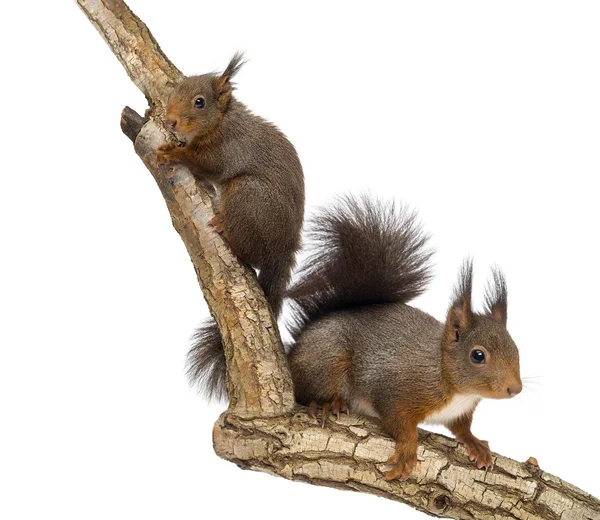 Zwei rote Eichhörnchen klettern auf einem Ast, isoliert auf weißem — Stockfoto