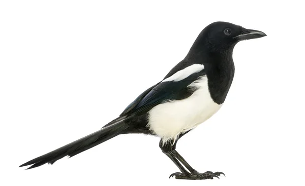 Ortak bir magpie, pika pika, üzerinde beyaz izole yan görünüm — Stok fotoğraf