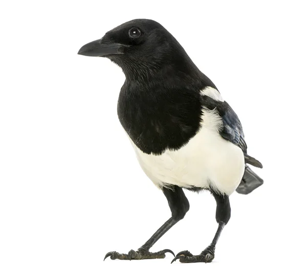 Common Magpie, Pica pica, isolated on white — Stock Photo, Image