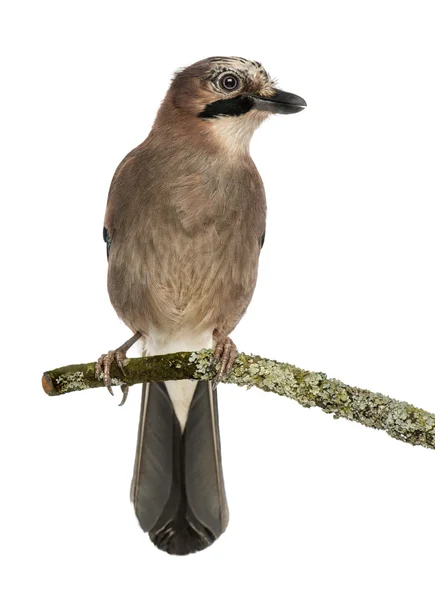 Sojka obecná sedící na větvi, garrulus glandarius, izolované — Stock fotografie