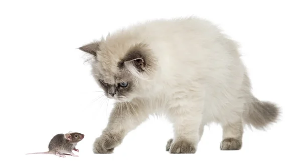 İngiliz longhair yavru kedi, fare, üzerinde beyaz izole ulaşan — Stok fotoğraf