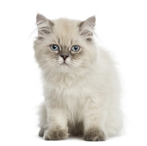 British Longhair kitten, sitting, staring at the camera, 5 month — Stock Photo, Image