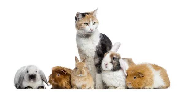 European shorthair with rabbits and Guinea pigs in a row, isolat — Stock Photo, Image