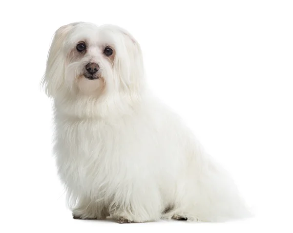 Maltese sitting, looking at the camera, isolated on white — Stock Photo, Image