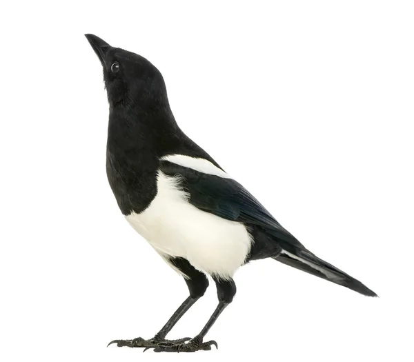 Common Magpie looking up, Pica pica, isolated on white — Stock Photo, Image