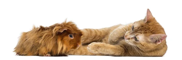 Cat and Peruvian Guinea Pig, isolated on white — Stock Photo, Image