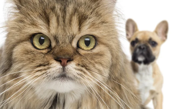 Närbild av en katt och hund gömmer sig bakom, isolerade på vit — Stockfoto