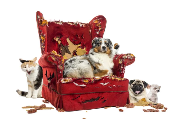 Group of pets on a destroyed armchair, isolated on white — Stock Photo, Image