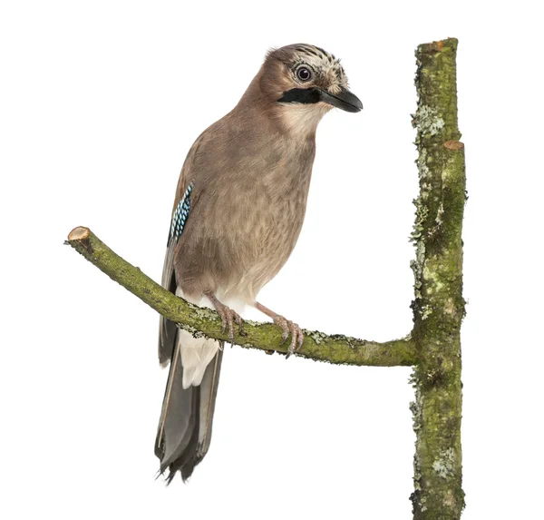 Eurasie Jay perché sur une branche, Garrulus glandarius, isolé — Photo