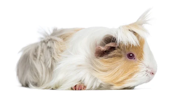 Side view of Peruvian Guinea Pig, isolated on white — Stock Photo, Image