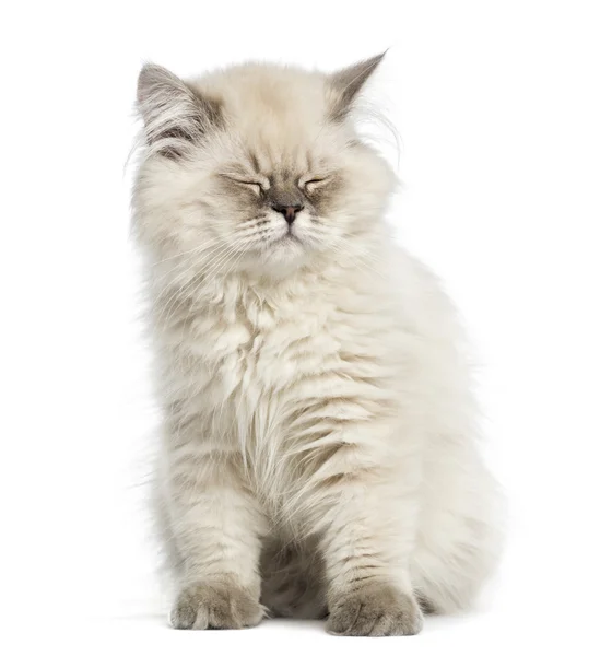 Brytyjski długowłosy kotek, siedzi, oczy zamknięte, na białym tle — Zdjęcie stockowe