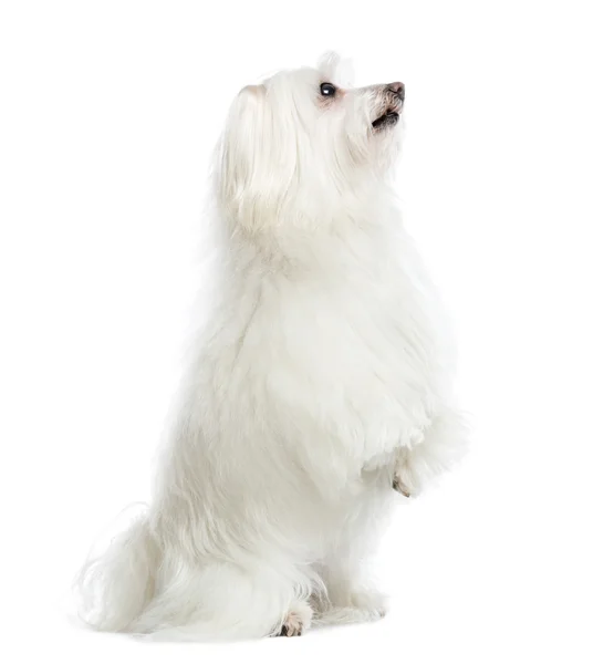 Maltese upright, isolated on white — Stock Photo, Image