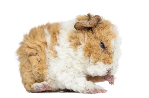 Bebé Alapaca Guinea Pig, 1 día de edad, aislado en blanco — Foto de Stock