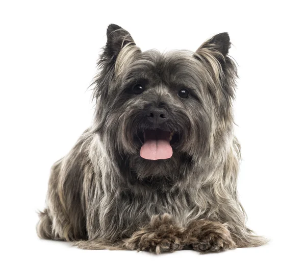 Vista frontal de um Cairn Terrier deitado, ofegante, isolado em branco — Fotografia de Stock