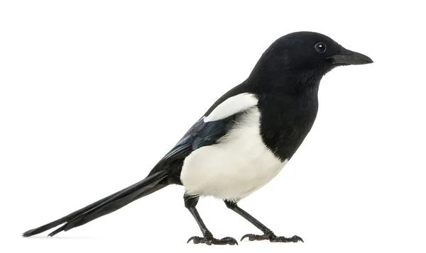 Side view of a Common Magpie, Pica pica, isolated on white — Stock Photo, Image