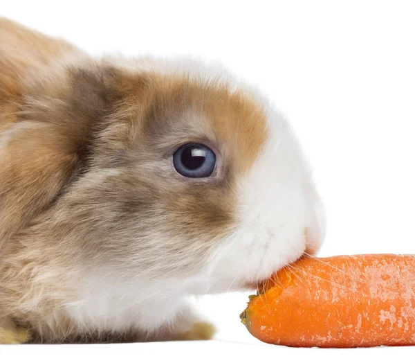 Primer plano de un conejo de raso Mini Lop comiendo una zanahoria, aislado en —  Fotos de Stock