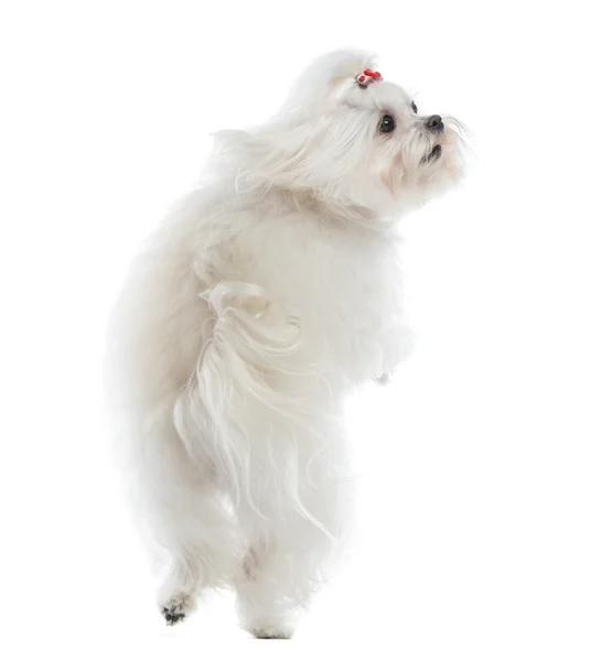Rear view of a Maltese jumping, isolated on white — Stock Photo, Image