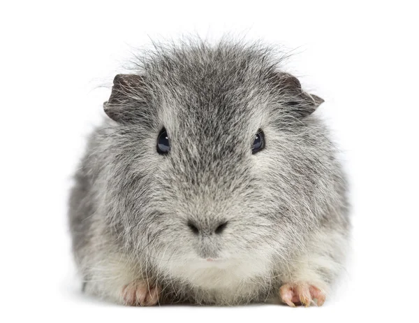 Swiss Teddy Guinea Pig facing, looking at the camera, isolated o — Stock Photo, Image