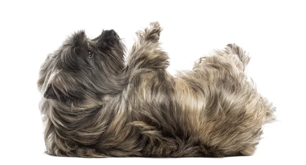 Side view of a Cairn Terrier lying on its back, submissive, isol — Stock Photo, Image