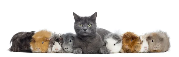Meerschweinchen mit einer Katze in einer Reihe, isoliert auf weiß — Stockfoto