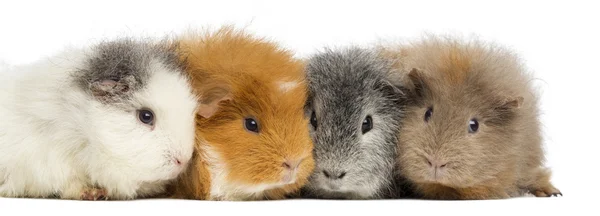 Swiss Teddy Guinea Pigs in a row, isolated on white — Stock Photo, Image