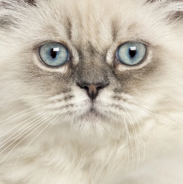 Close up of a British Longhair kitten, 5 months old — Stock Photo, Image