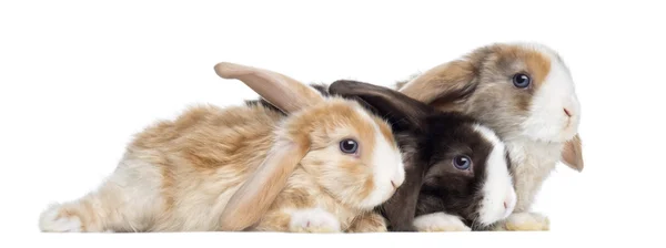 Gruppo di Mini Lop Satin conigli sdraiati, isolati su bianco — Foto Stock