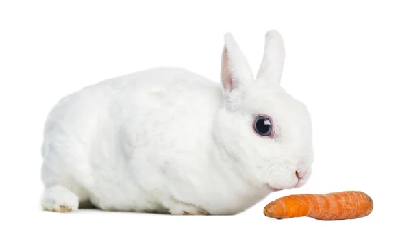 Seitenansicht eines Mini-Rex-Kaninchens, das eine Möhre erschnüffelt, isoliert auf wh — Stockfoto