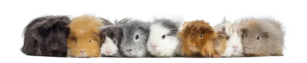 Guinea Pigs in a row, isolated on white — Stock Photo, Image