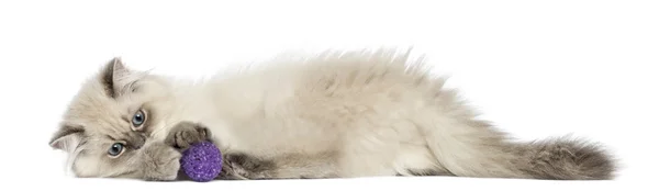 Boční pohled na britské dlouhosrsté kotě ležící, hraní s míčem, — Stock fotografie