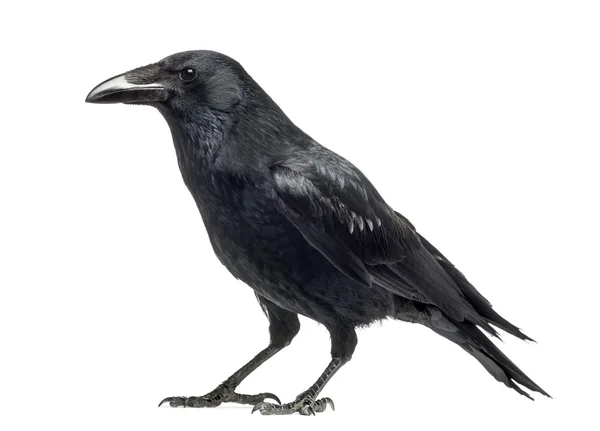 Seitenansicht einer Aaskrähe, Corvus corone, isoliert auf weiß — Stockfoto