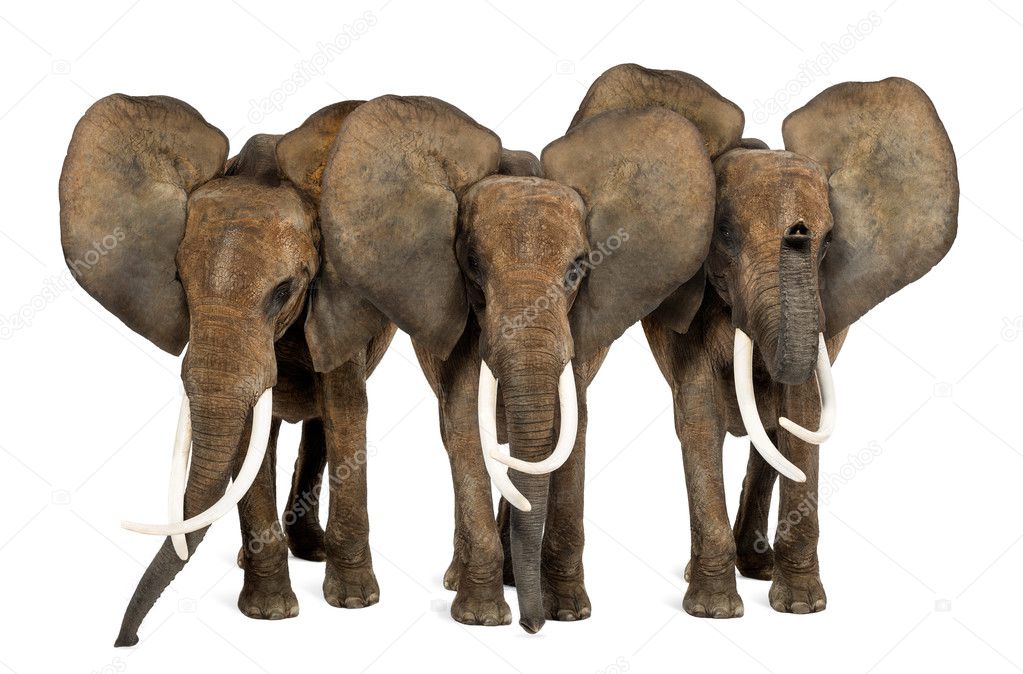 Front view of three African elephants facing, standing, isolated