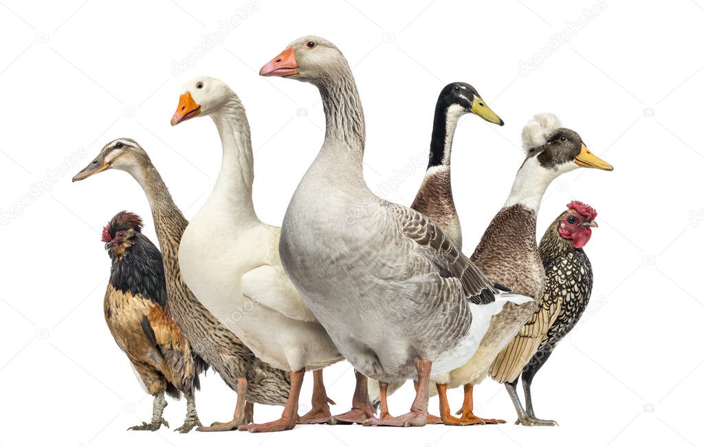 Group of Ducks, Geese and Chickens, isolated on white — Stock Photo