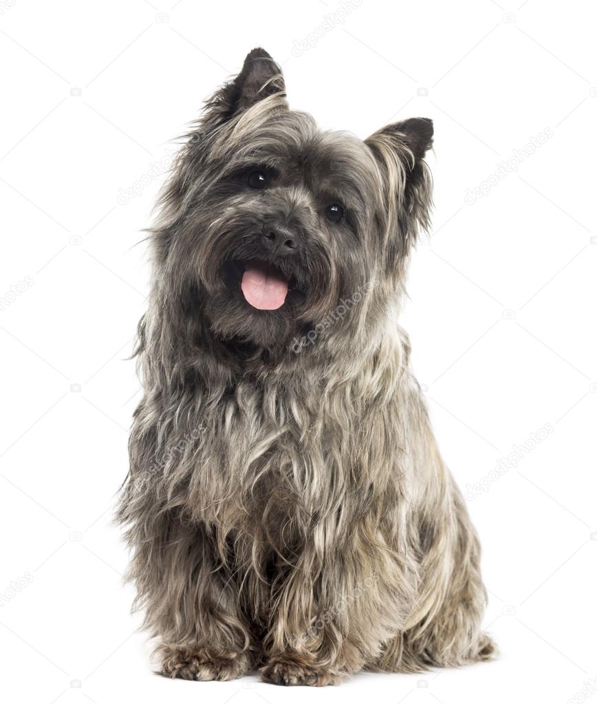 Front view of a Cairn Terrier sitting, panting, isolated on whit