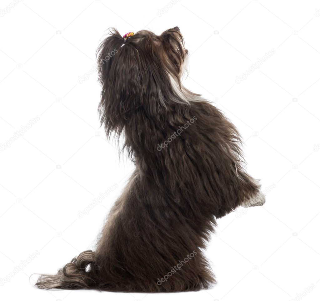 Side view of a Havanese on hind leg, isolated on white